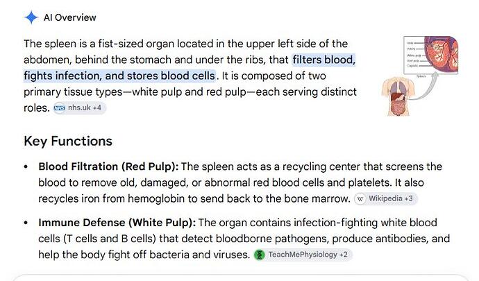 The Spleen