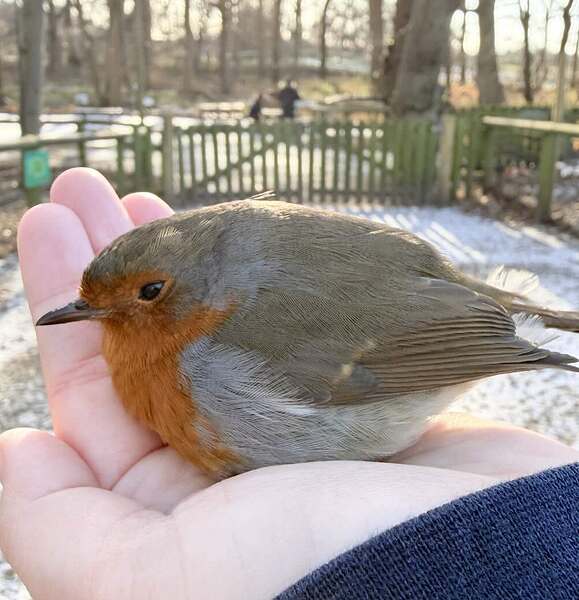 Robin-bird-in-England-lands-in-hand-SWNS-SQUARE
