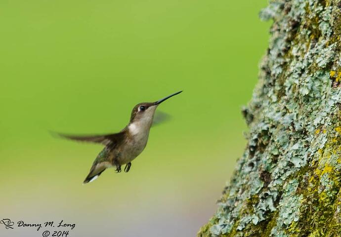 ruby-throated-hummingbird_14429881503_o