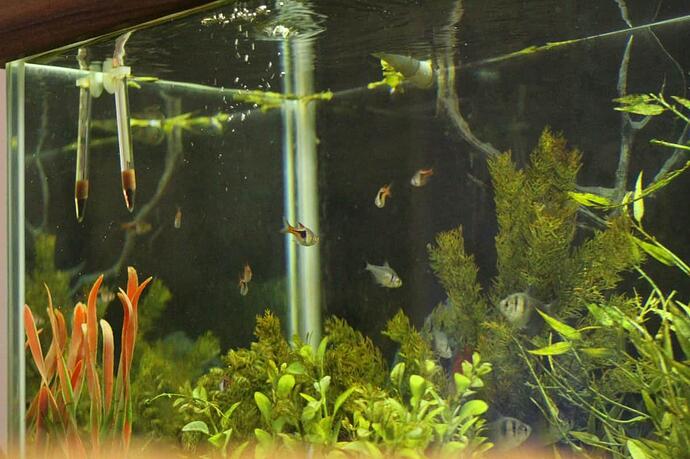 fish tank 5