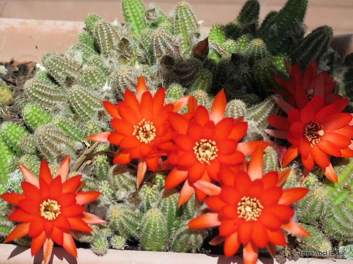 141016 001 Succulet and Grevillea Flowers