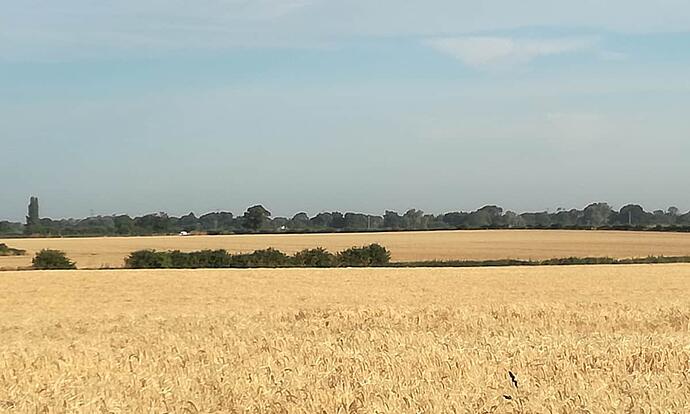 Field of Corn