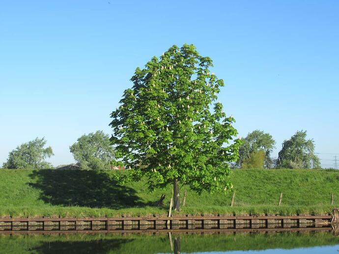 01 Horse Chestnut