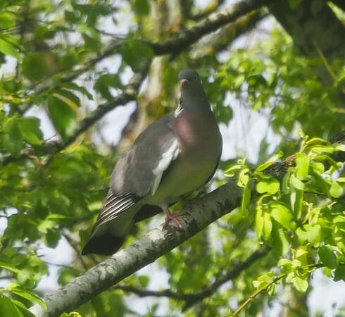 woodpigeon