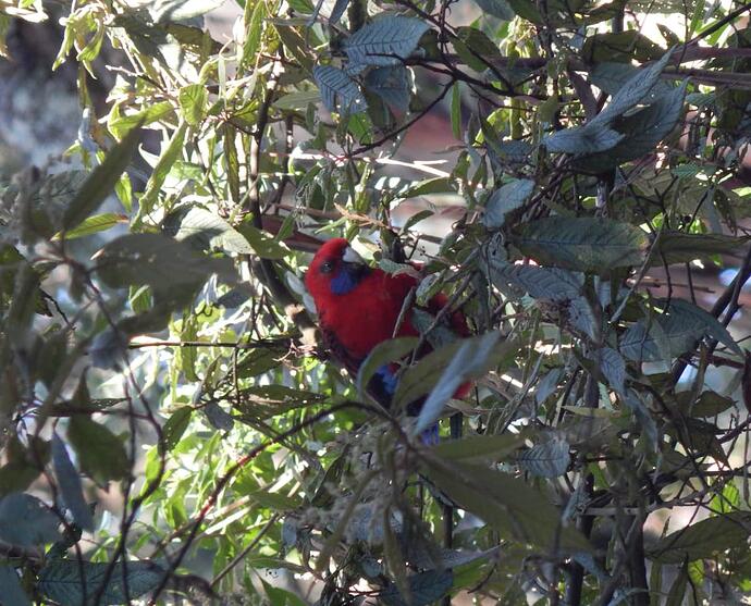 King Parrot new 2