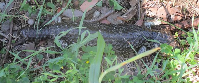 blue tongue