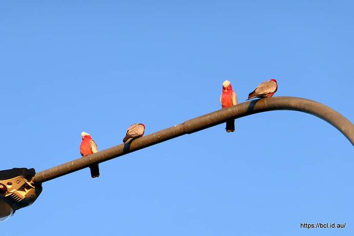 260510 005 Walk Galahs