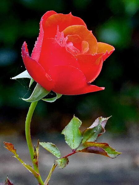 rose head