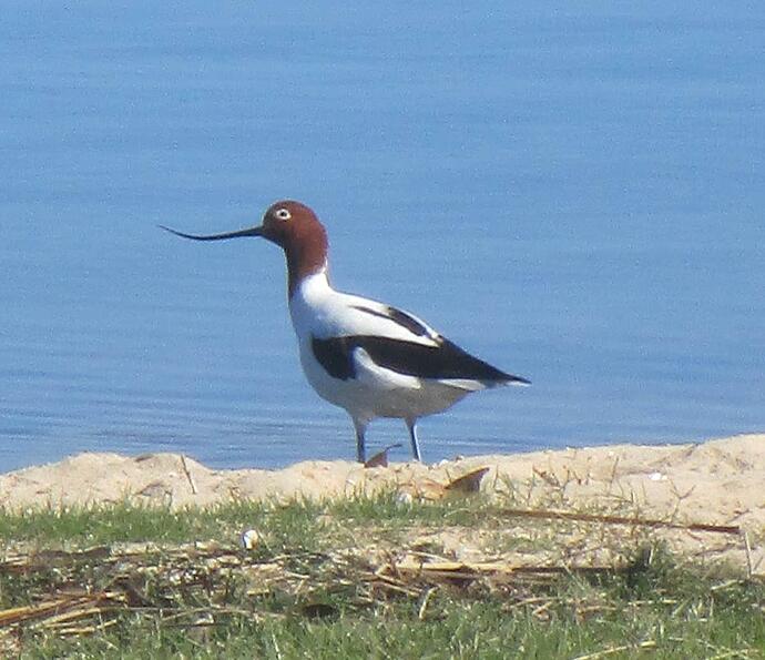 Red Necked Avocet 2