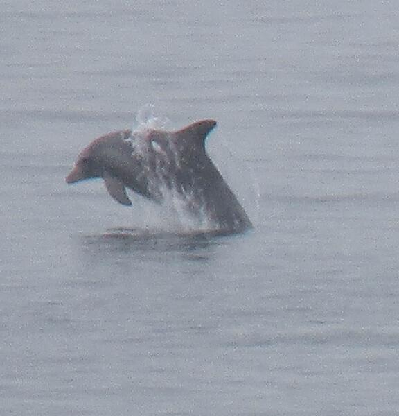 Jumping Dolphin