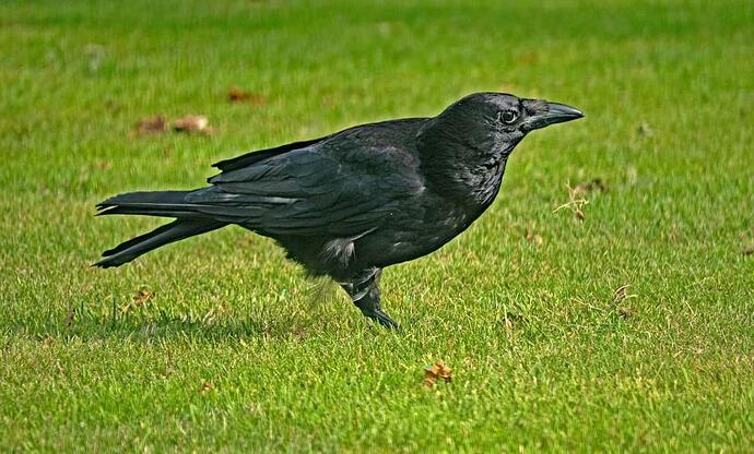 crow