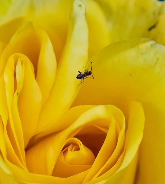 ant on rose petal