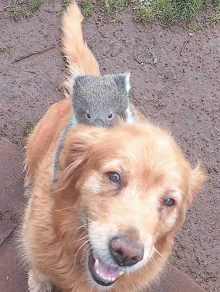 koala-rides-on