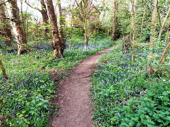 Bluebells