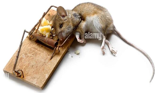 mouse