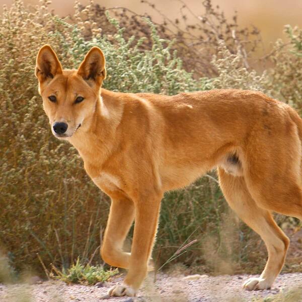 Dingo 1