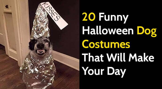 share-funny-halloween-dog-costume