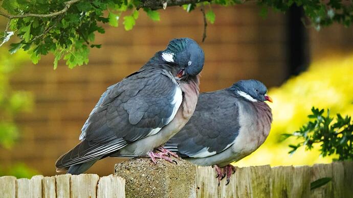 2x pigeons