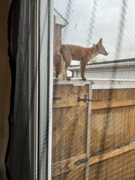 fox