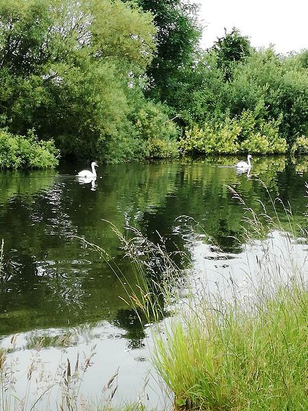 Swans