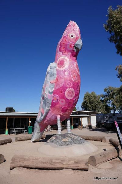 240504 003 Kimba The Big Galah