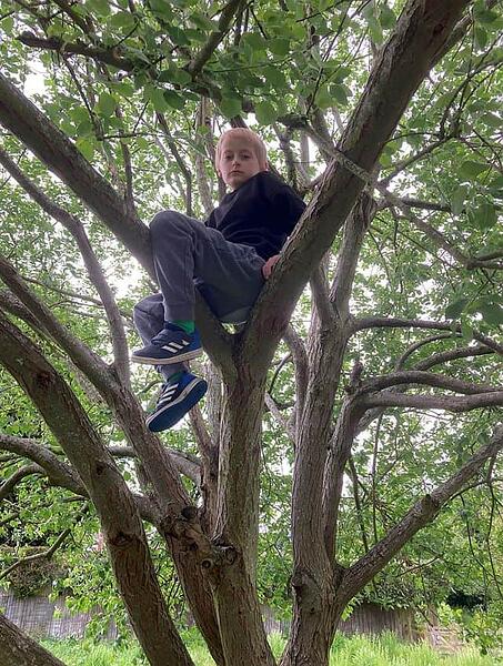 tree.josh.1