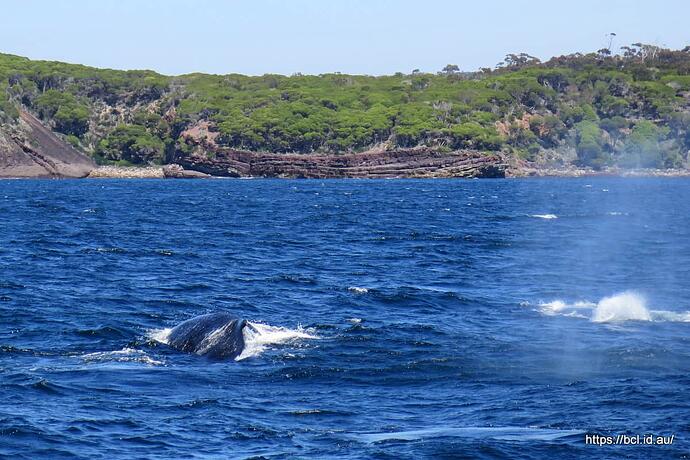 141030 130 Eden Whale Watching
