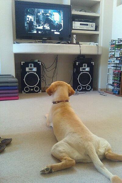Dog-Watching-Television-Funny-Picture