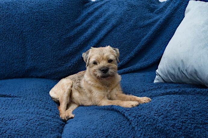 teazle