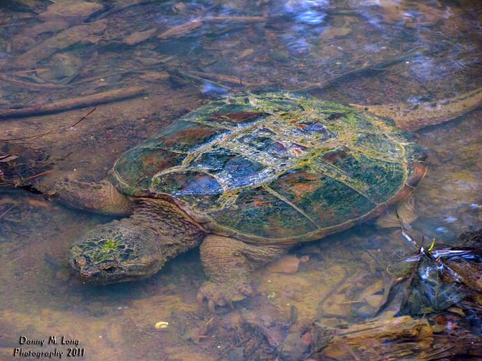 common-snapping-turtle_5503948591_o