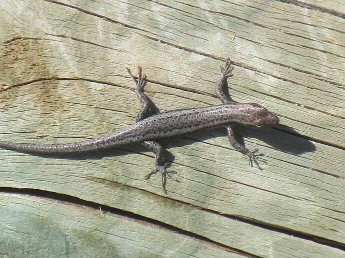 Buchanan's Snake-eyed Skink