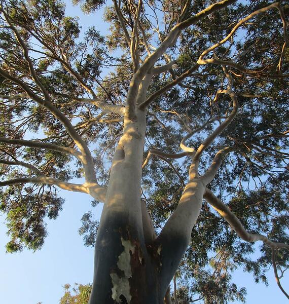 Lemon Scented Gum Tree