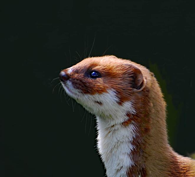 stoat