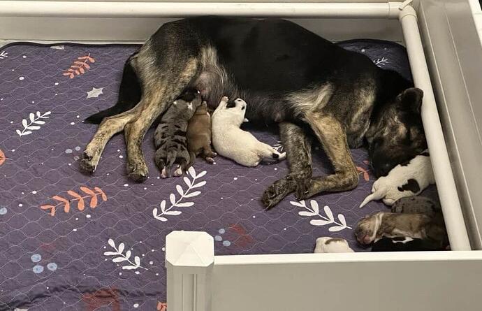 mom and puppies