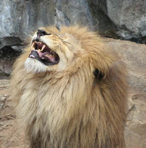 laughinglion