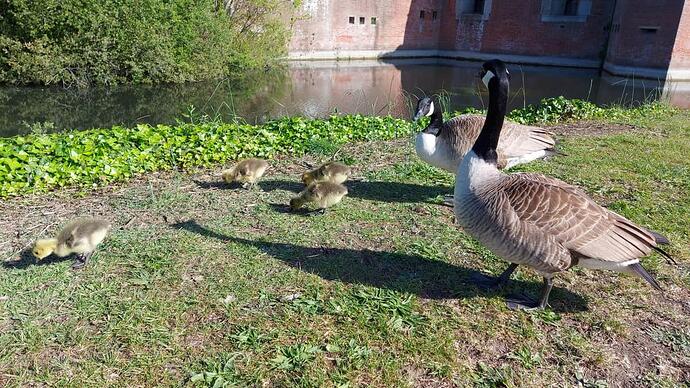 goose