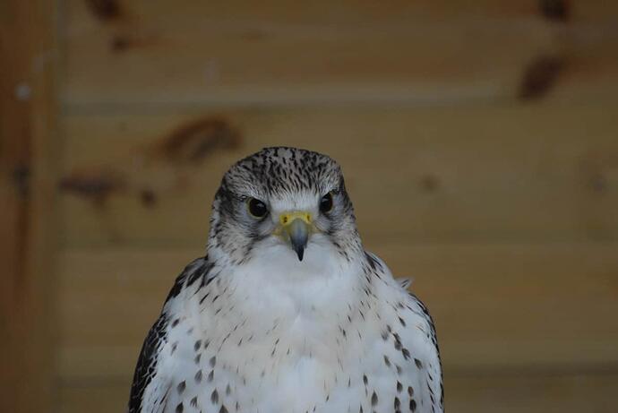 rapter centre 091