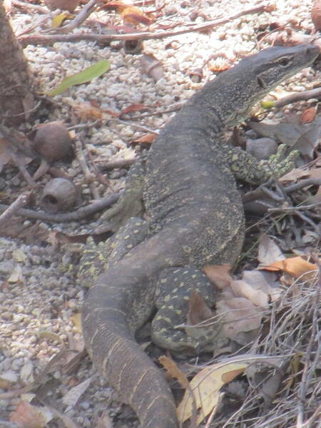 Monitor Lizard