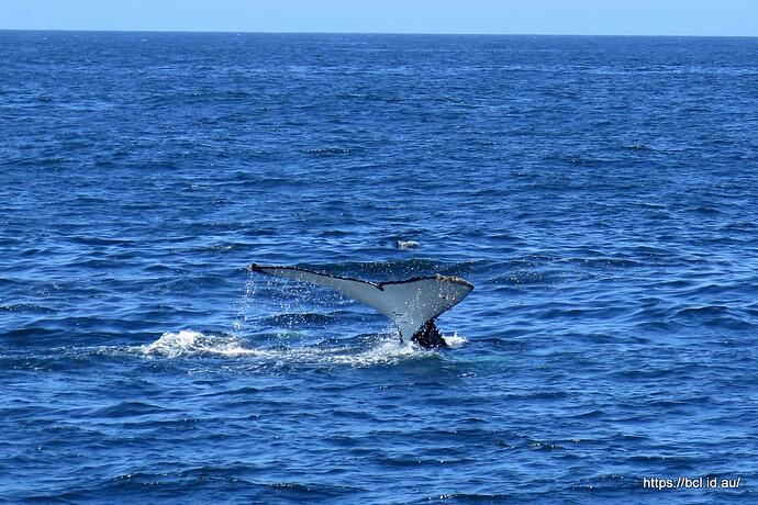 141030 101 Eden Whale Watching