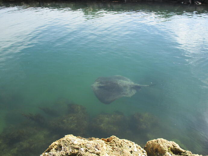 Stingray