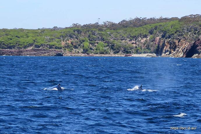 141030 123 Eden Whale Watching