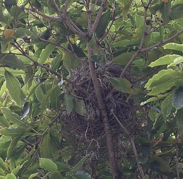 day 4 nest 1