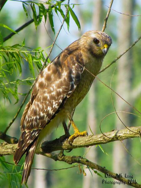 red-shouldered-hawk_5810794352_o