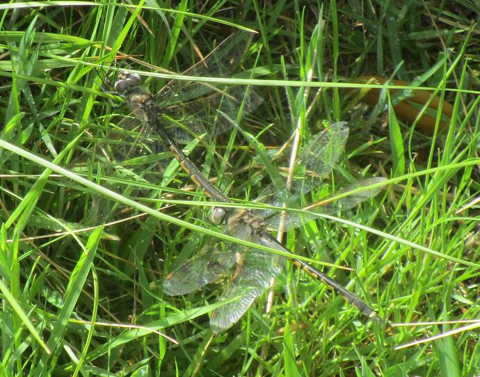 Dragonflies mating