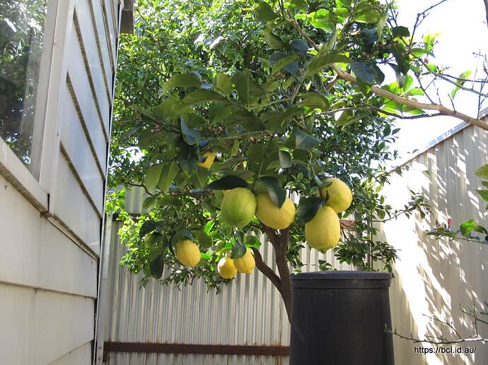 Lemon Tree