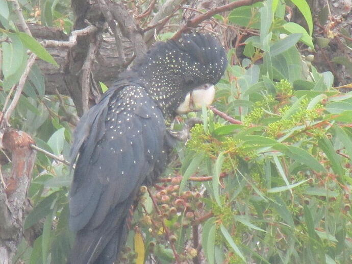 Female Red Tail Cockatoo
