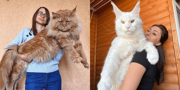new-maine-coon-feature-1170x585-73903504