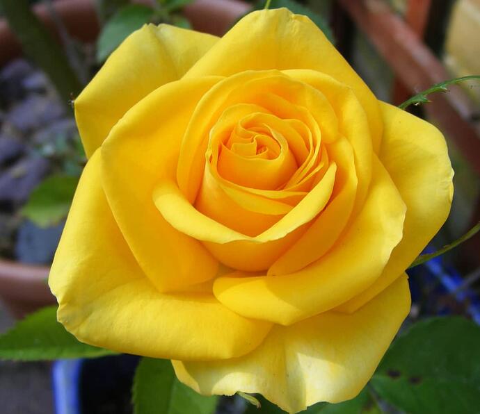 yellow rose july 2103