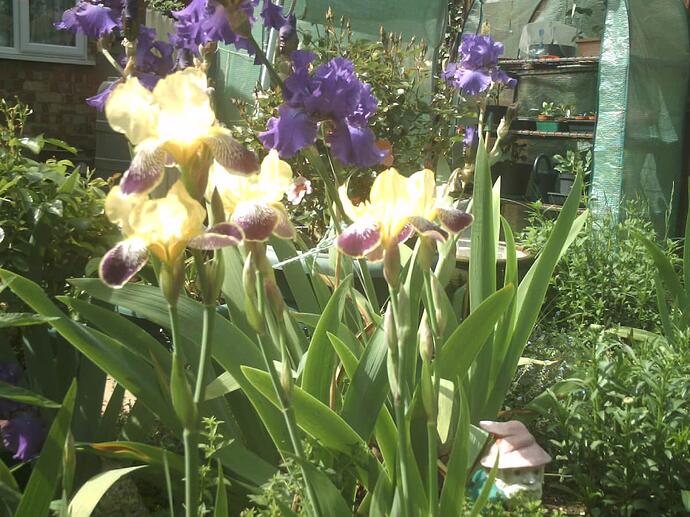 More Iris. May '22 005