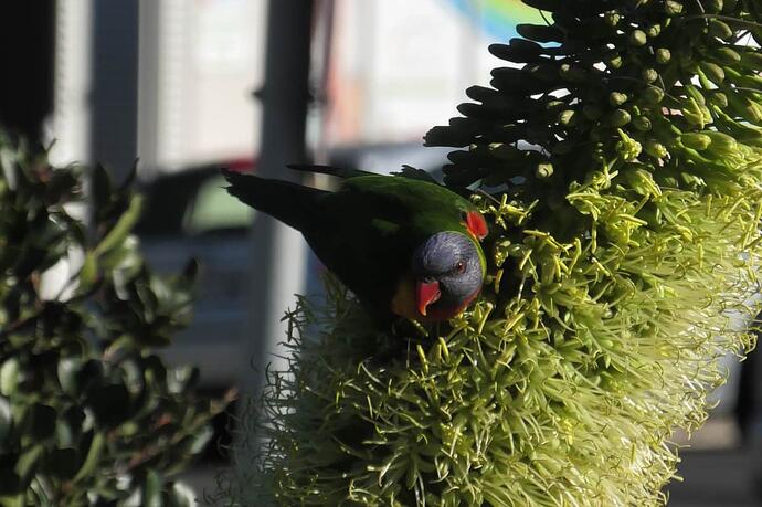 250620 003 Front Garden Flower and Rainbow Lorikeet